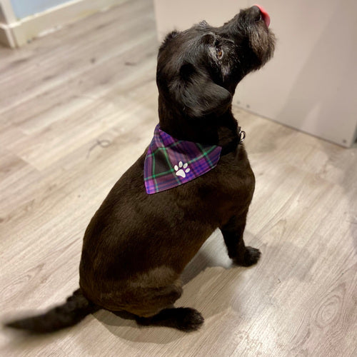 Brown Modern Tartan Pet Bandana